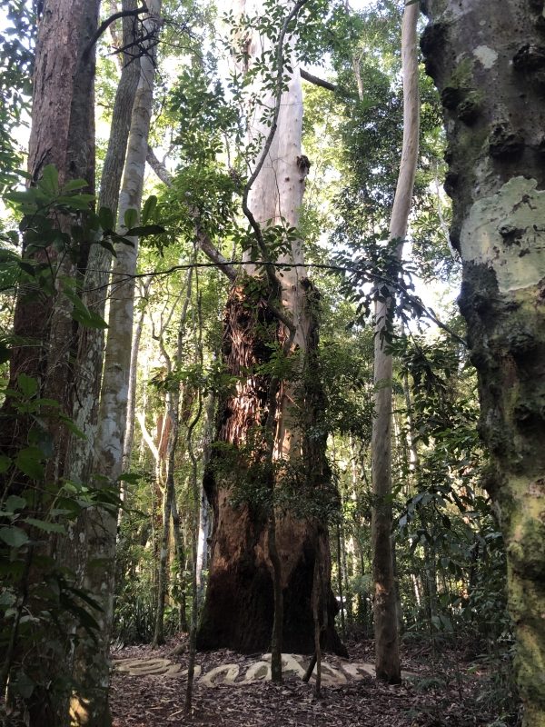 Visite o Parque Nacional da Tijuca